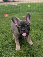 Harriet , a male French Bulldog for sale in Austin, MN – 1 of 3