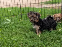 Sadie, a female Morkie for sale in Austin, MN – 2 of 4
