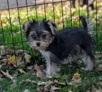 Nancy, a female Morkie for sale in Austin, MN – 2 of 2