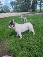 Stevie , a male French Bulldog for sale in Austin, MN – 4 of 4
