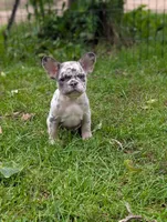 Huck , a male French Bulldog for sale in Austin, MN – 4 of 4