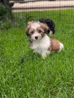 Ken , a male Morkie for sale in Austin, MN – 3 of 3