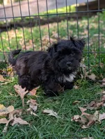 Charley , a male Morkie for sale in Austin, MN – 3 of 3