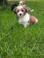 Ken , a male Morkie for sale in Austin, MN – 2 of 3