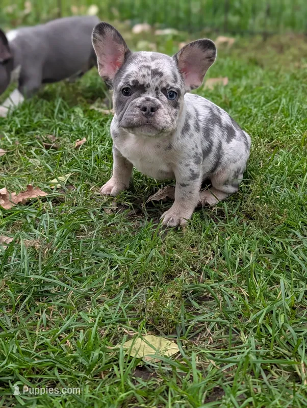 Huck  – French Bulldog puppy for sale in Austin, MN