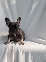 Wyatt, a male French Bulldog for sale in Austin, MN – 2 of 3