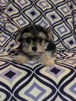 Honey , a female Morkie for sale in Austin, MN – Photo 3 of 3