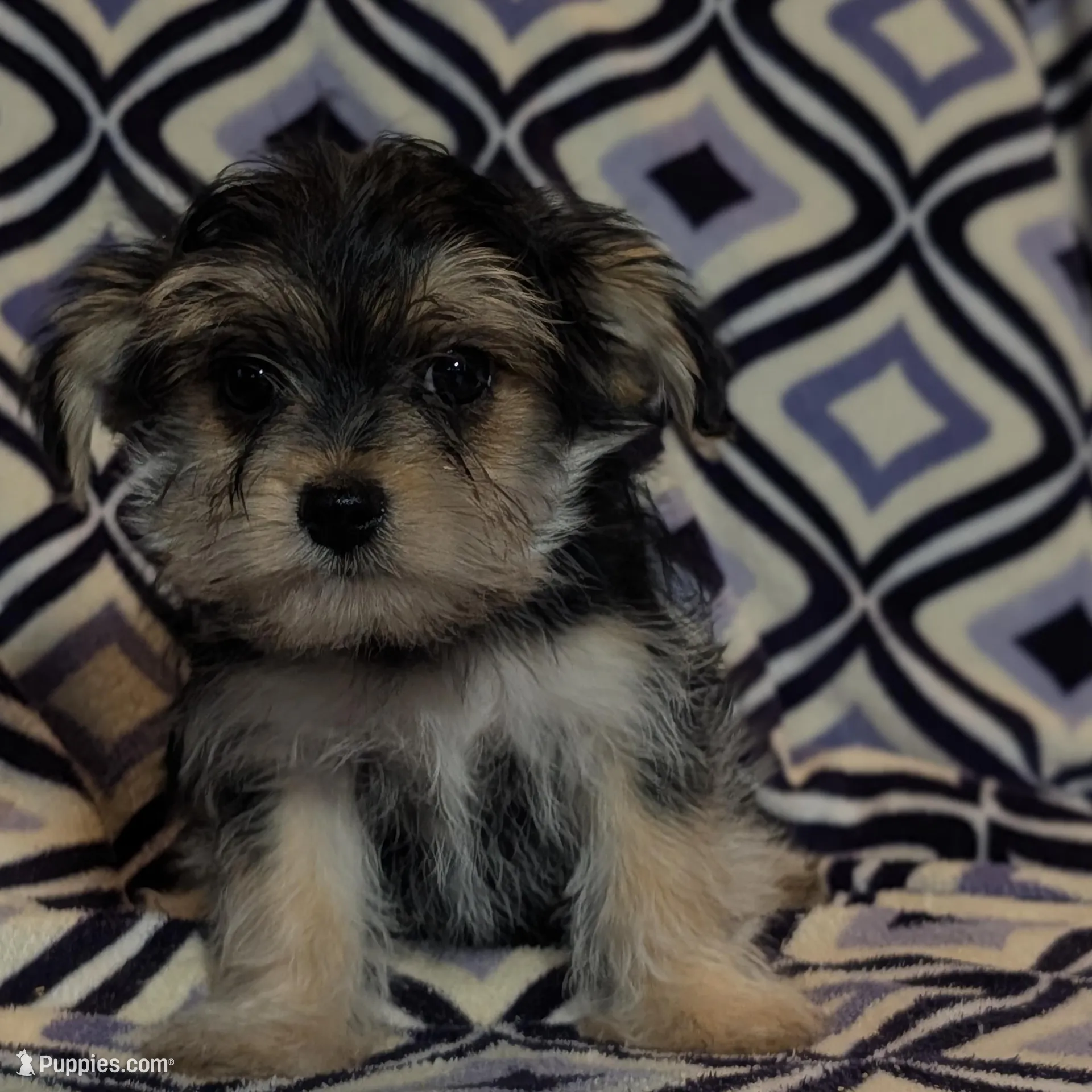 Honey , a female Morkie for sale in Austin, MN – Photo 1 of 3