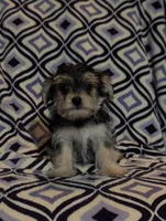 Honey , a female Morkie for sale in Austin, MN – Photo 2 of 3