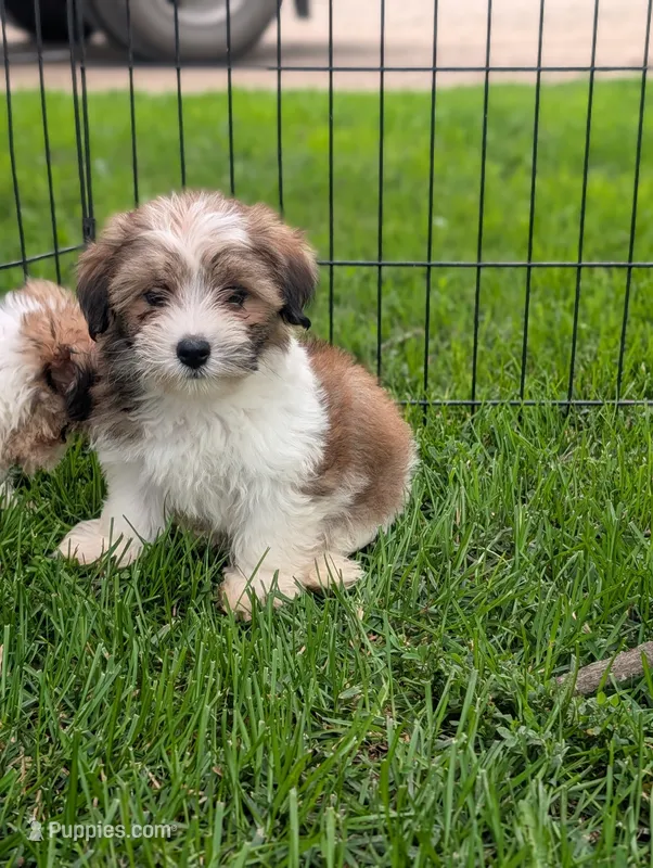 Ken  – Morkie puppy for sale in Austin, MN