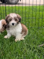 Ken , a male Morkie for sale in Austin, MN – 1 of 3