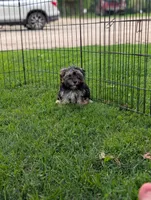 Shirley, a female Morkie for sale in Austin, MN – 4 of 5