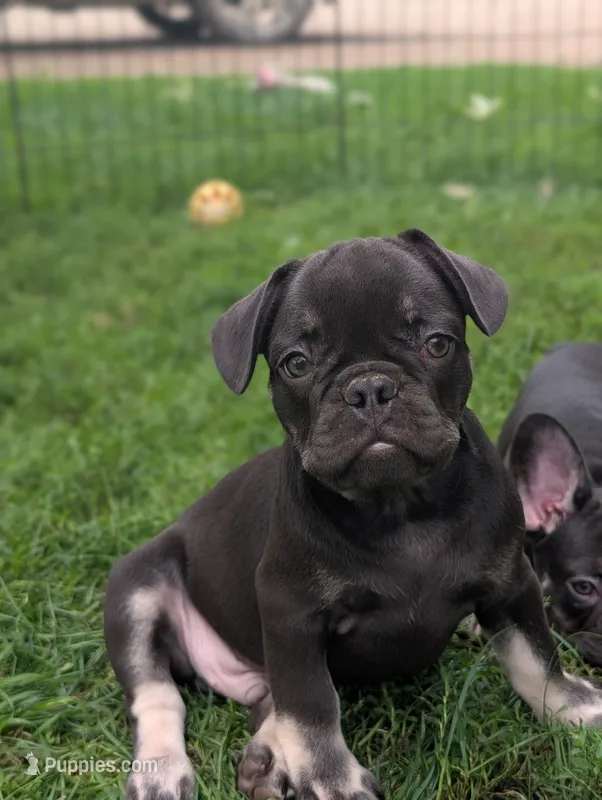 Junior  – French Bulldog puppy for sale in Austin, MN