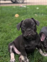 Junior , a male French Bulldog for sale in Austin, MN – 1 of 3