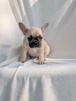 Lucy, a male French Bulldog for sale in Austin, MN – 2 of 4