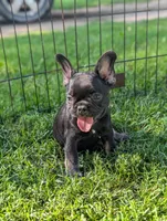 Brewer , a male French Bulldog for sale in Austin, MN – 2 of 3