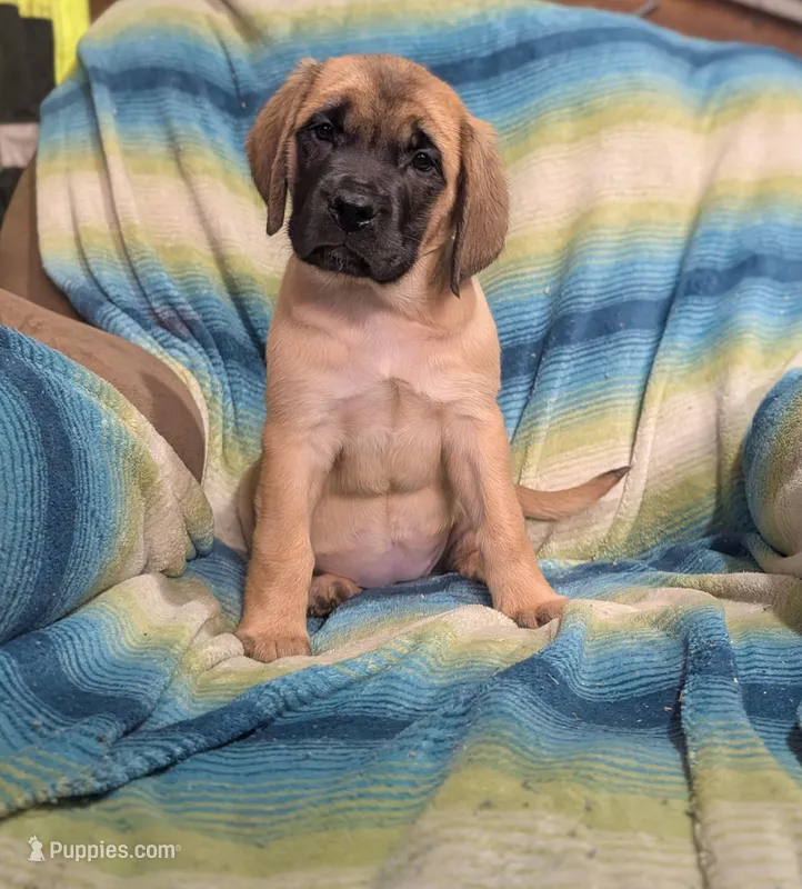 Betsy – English Mastiff puppy for sale in Austin, MN