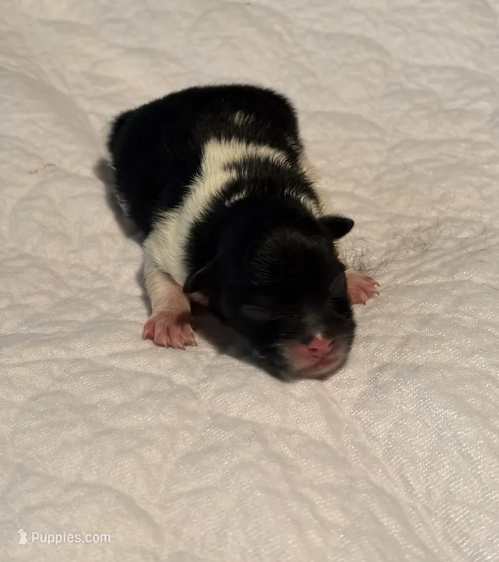 AKC black parti (2) – Pomeranian puppy for sale in Kingston, OK