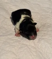 AKC black parti (2), a male Pomeranian for sale in Kingston, OK – 1 of 1