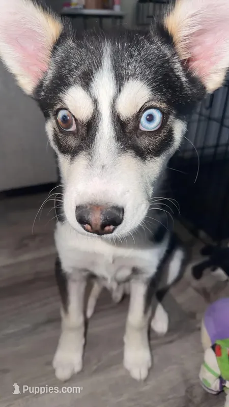 Archie  – Jack Russell Terrier, Siberian Husky puppy for sale in Chicago, IL