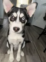 Archie , a male Jack Russell Terrier and Siberian Husky for sale in Chicago, IL – Photo 3 of 3