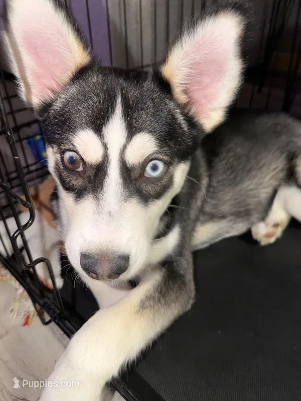 Archie  – Jack Russell Terrier, Siberian Husky puppy for sale in Chicago, IL