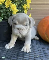 Twix, a female English Bulldog for sale in Shipshewana, IN – Photo 1 of 5