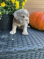 Twix, a female English Bulldog for sale in Shipshewana, IN – Photo 3 of 5