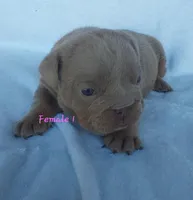 Twix, a female English Bulldog for sale in Shipshewana, IN – Photo 5 of 5