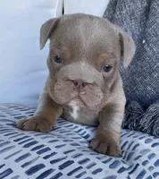 Twix, a female English Bulldog for sale in Shipshewana, IN – Photo 4 of 5