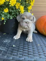 Twix, a female English Bulldog for sale in Shipshewana, IN – Photo 2 of 5