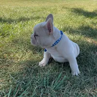 Zeke, a male French Bulldog for sale in Shipshewana, IN – Photo 4 of 4