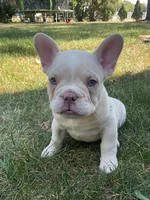 Zeke, a male French Bulldog for sale in Shipshewana, IN – Photo 1 of 4