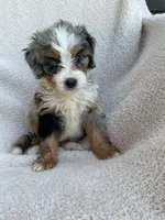 Mila, a female Bernedoodle for sale in Shipshewana, IN – 3 of 3
