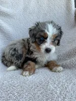 Mila, a female Bernedoodle for sale in Shipshewana, IN – 2 of 3