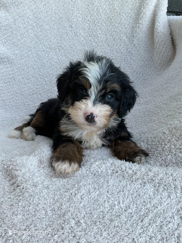 Molly – Bernedoodle puppy for sale in Shipshewana, IN