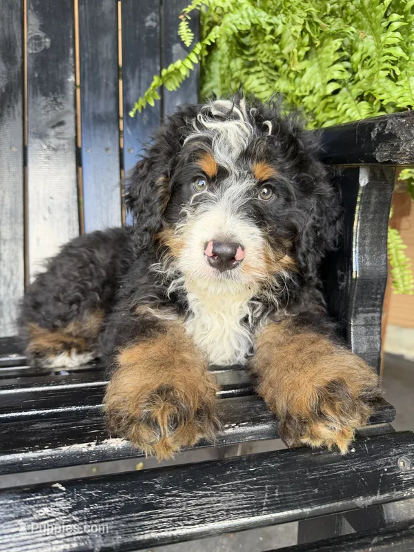 Max – Bernedoodle, Miniature Bernedoodle puppy for sale in Shipshewana, IN