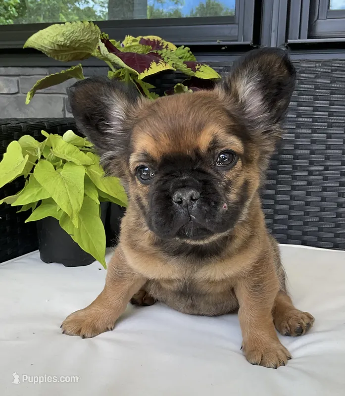 Bingo *fluffy* – French Bulldog puppy for sale in Shipshewana, IN