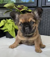 Bingo *fluffy*, a male French Bulldog for sale in Shipshewana, IN – 1 of 4