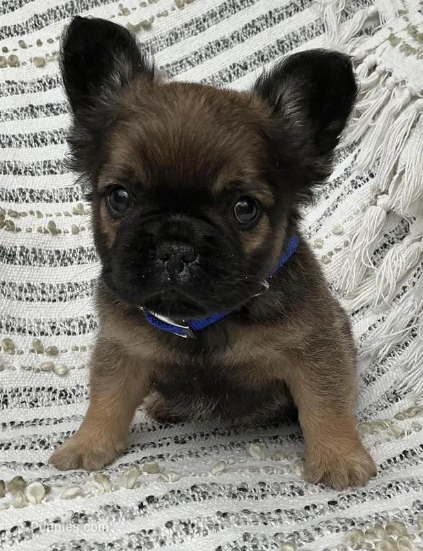Bingo *fluffy* – French Bulldog puppy for sale in Shipshewana, IN