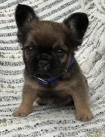 Bingo *fluffy*, a male French Bulldog for sale in Shipshewana, IN – Photo 1 of 2