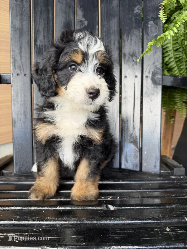 Lila  – Bernedoodle puppy for sale in Shipshewana, IN