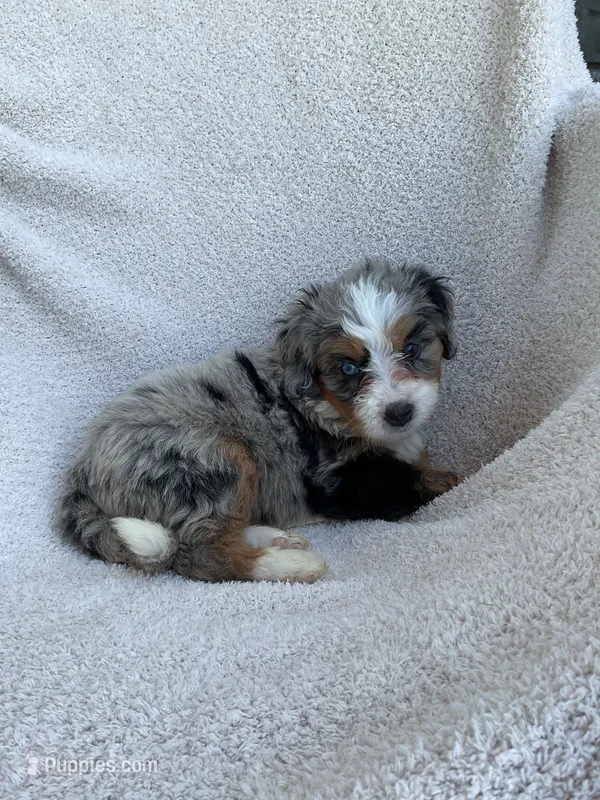 Mila – Bernedoodle puppy for sale in Shipshewana, IN