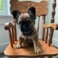Bingo *fluffy*, a male French Bulldog for sale in Shipshewana, IN – 2 of 4