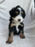 Lila , a female Bernedoodle for sale in Shipshewana, IN – 2 of 2