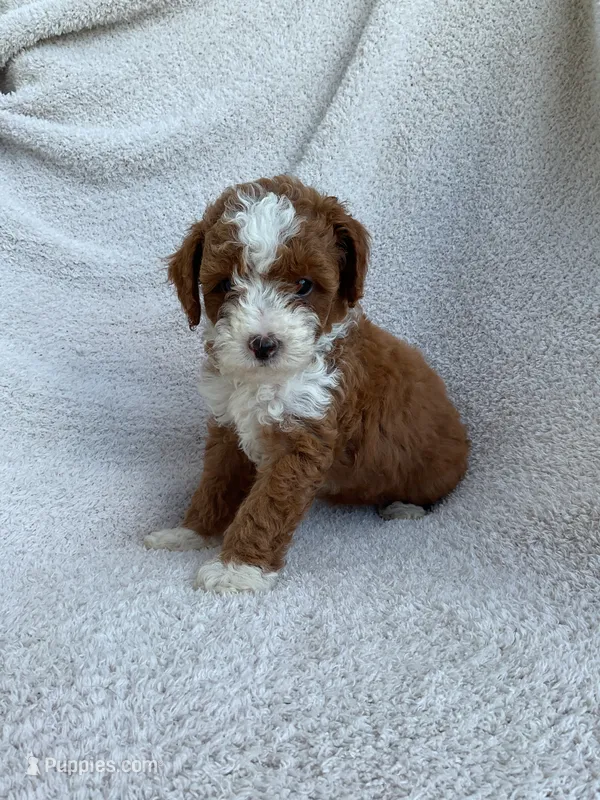 Briella  – Poodle - Miniature  puppy for sale in Shipshewana, IN