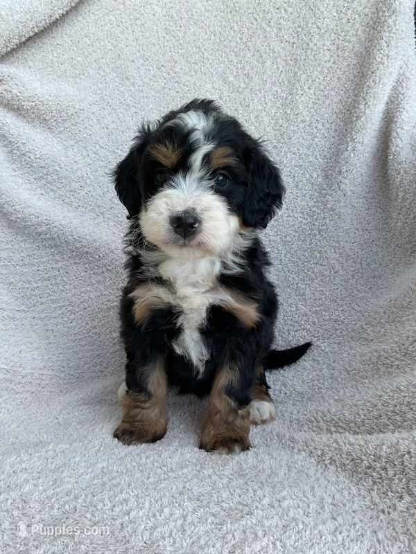 Lila  – Bernedoodle puppy for sale in Shipshewana, IN