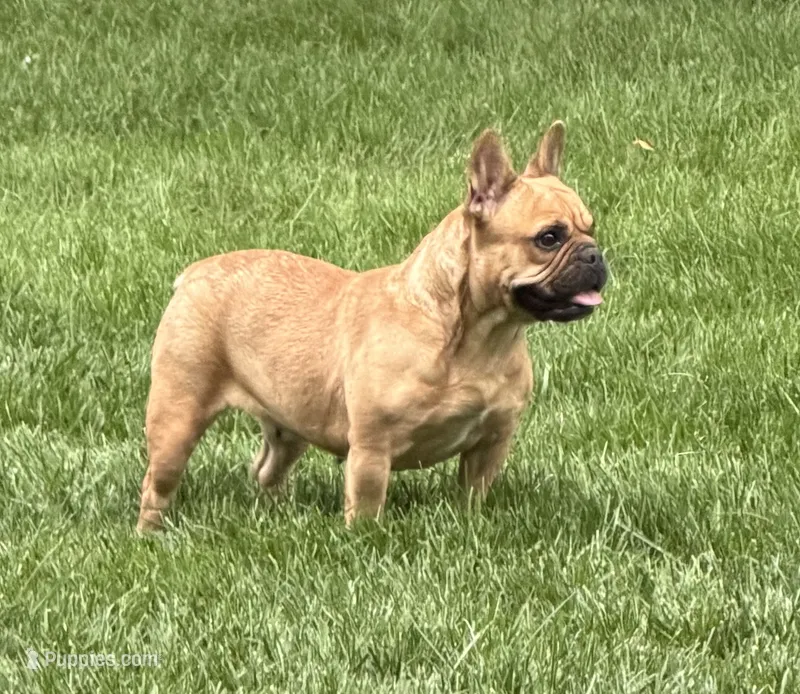 Toast – French Bulldog puppy for sale in Shipshewana, IN