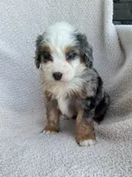 Charlotte , a female Bernedoodle for sale in Shipshewana, IN – 2 of 2