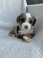 Kai, a male Bernedoodle for sale in Shipshewana, IN – 2 of 2